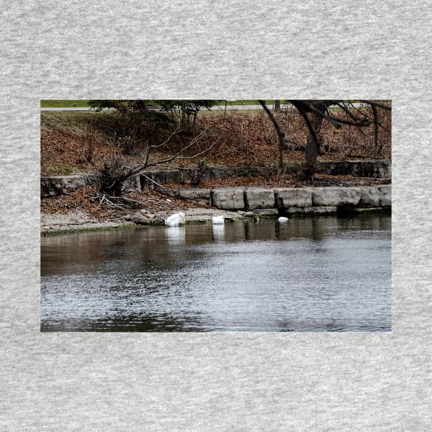 Swans and Snow Goose by srosu